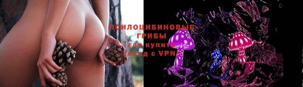 apvp Аркадак